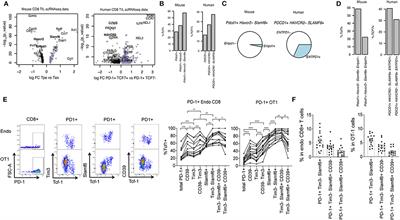 Enhanced Phenotype Definition for Precision Isolation of Precursor Exhausted Tumor-Infiltrating CD8 T Cells